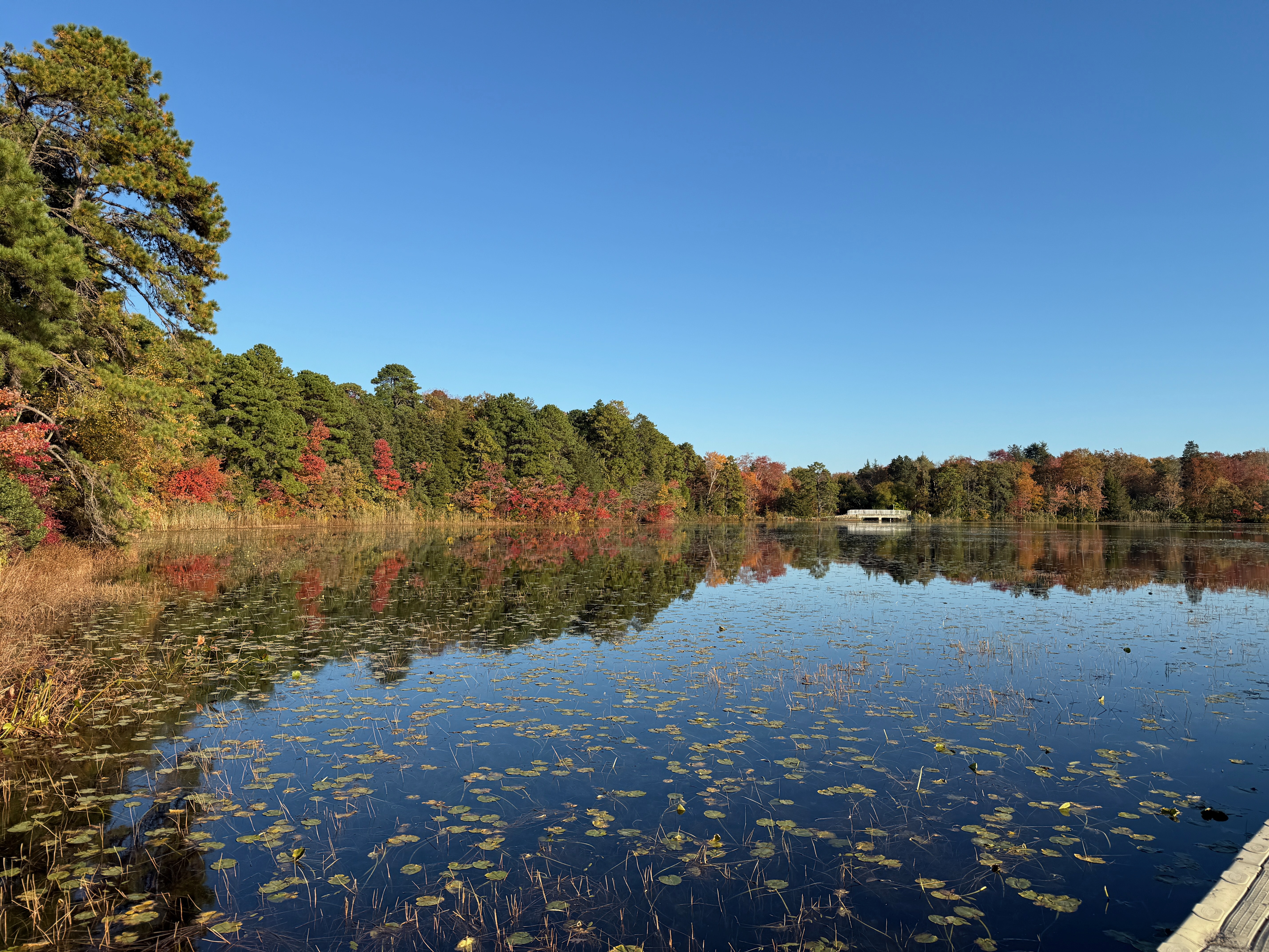 autumn lake lily pads