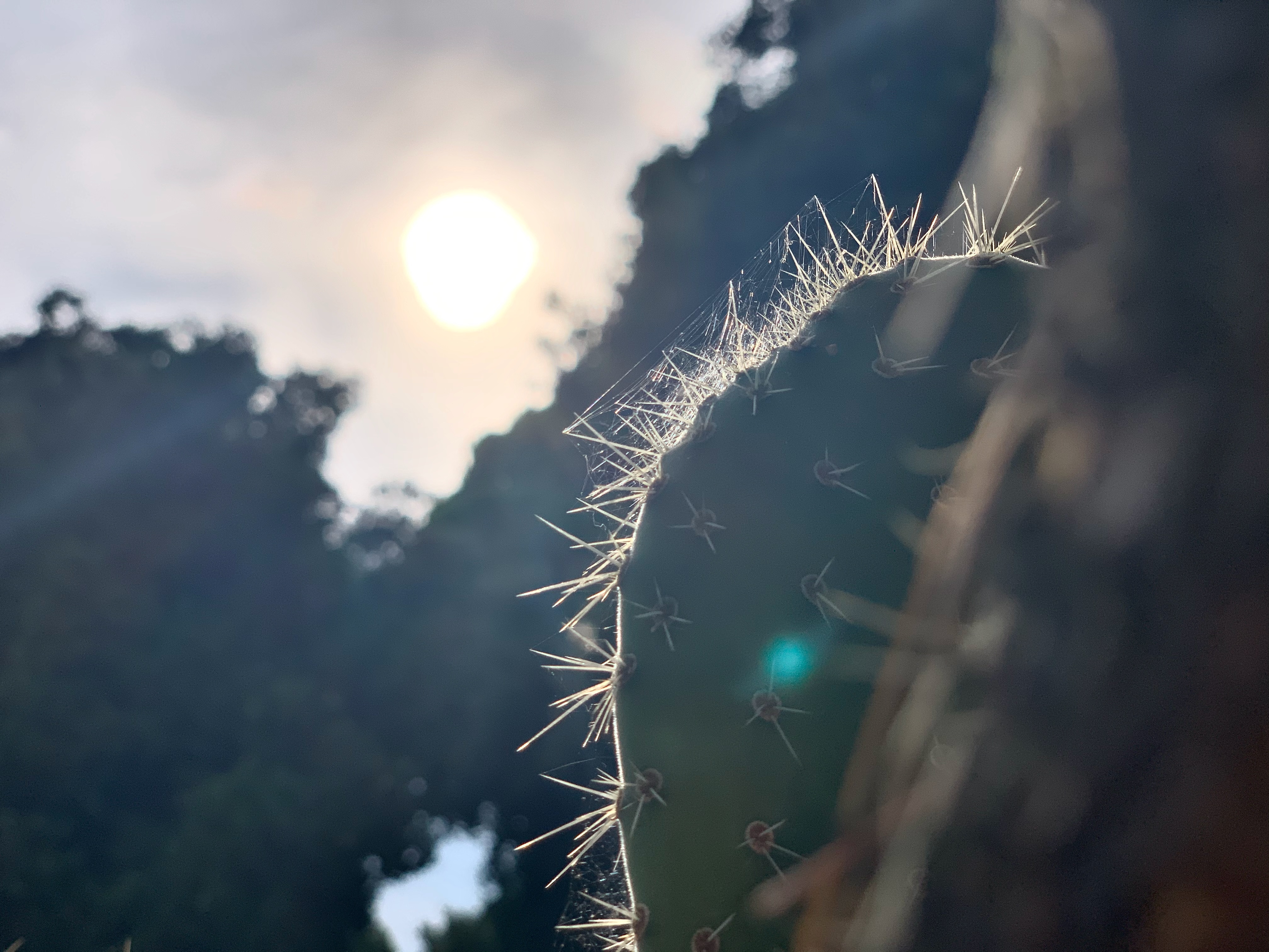 cactus spines sunlight