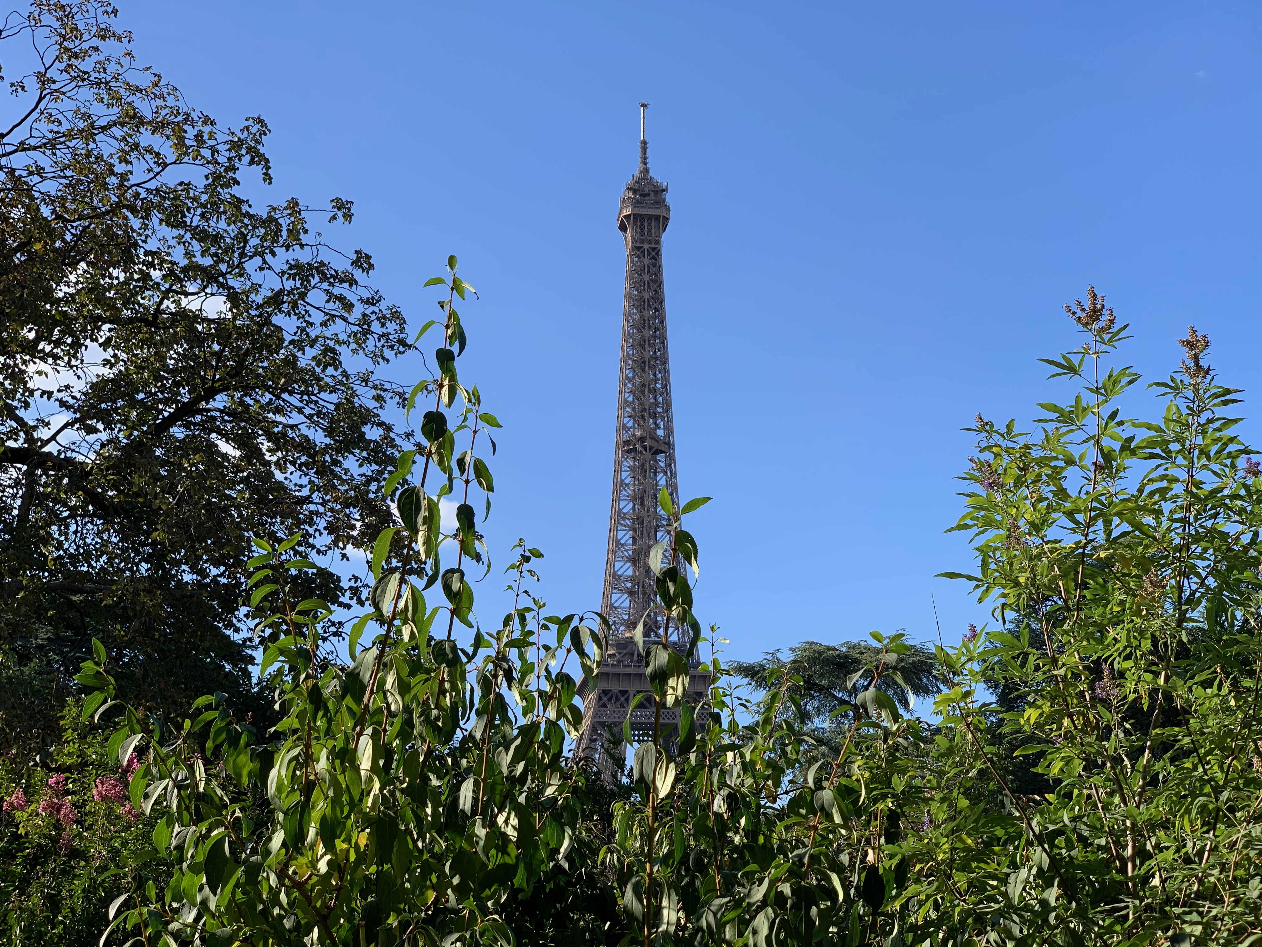 eiffel tower through trees